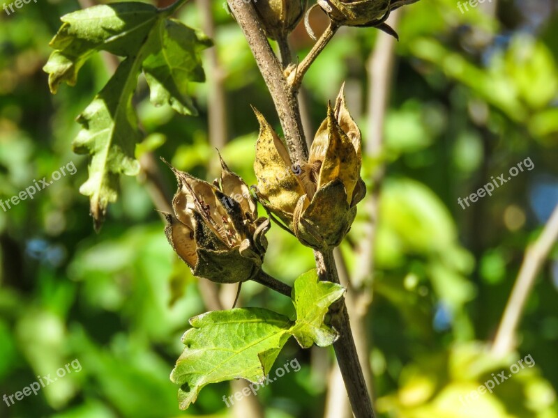 Seed Pod Green Plants Seeds Nature