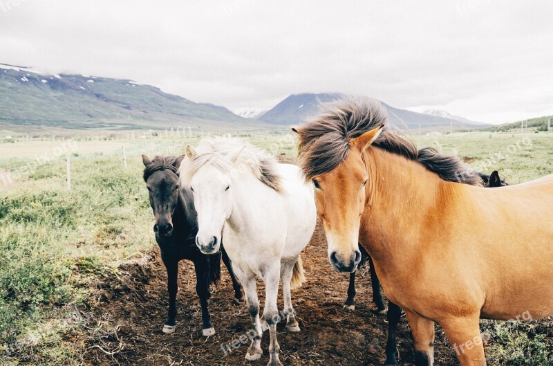 Horses Animals Mane Hair Farm