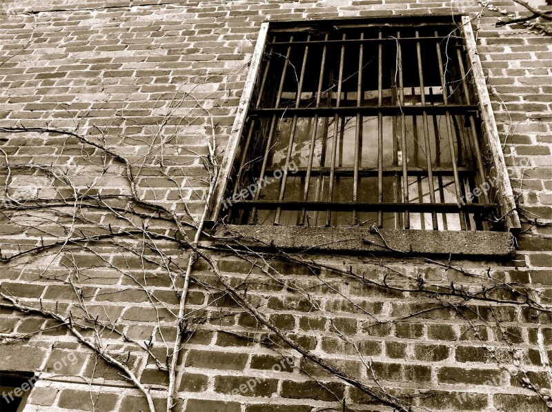 Window Bars Bricks Wall Vines