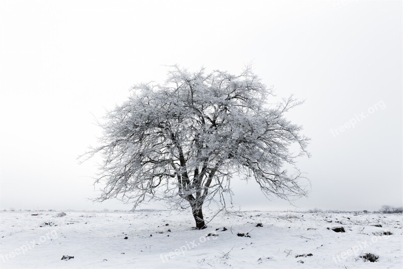 Tree Winter Snow Ice Frozen