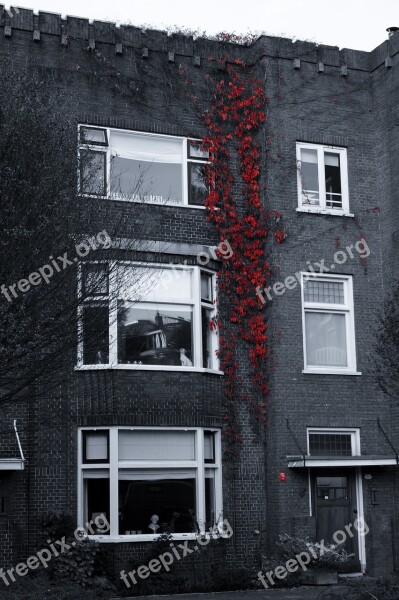 Red Vines Bricks Windows Building