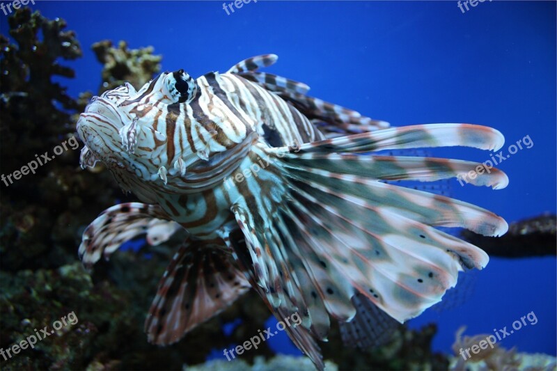 Lion Fish Fish Under Water Sea Ocean