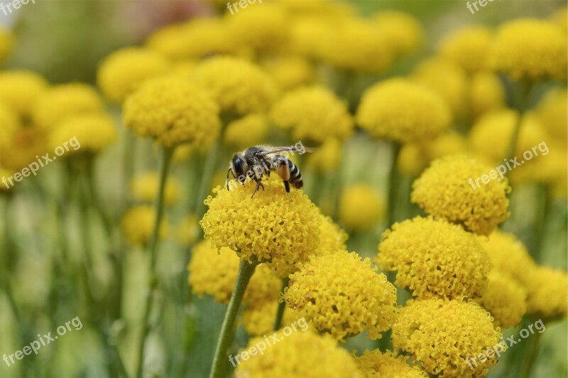 Wasp Bee Insect Pollen Free Photos