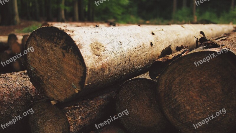 Wood Logs Lumber Forest Woods