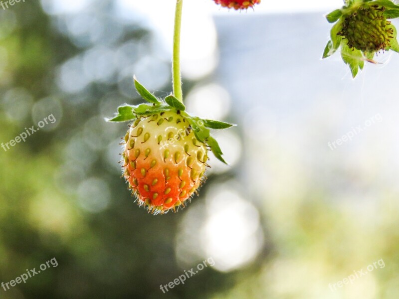 Strawberries Plants Fruit Unripe Green