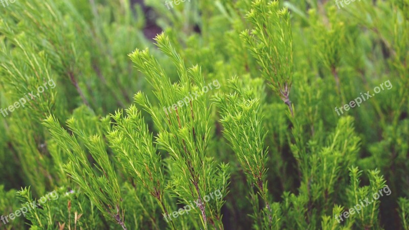 Plants Coniferous Green Environment Evergreen