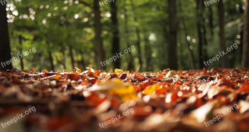 Autumn Fall Leaves Blurry Forest