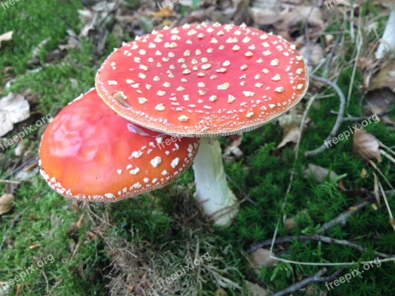 Mushroom Nature Autumn Mushrooms White Dots