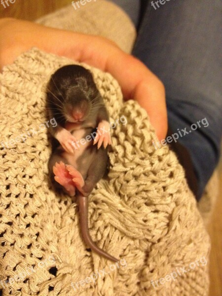 Rat Young Sweet Little Thing Small