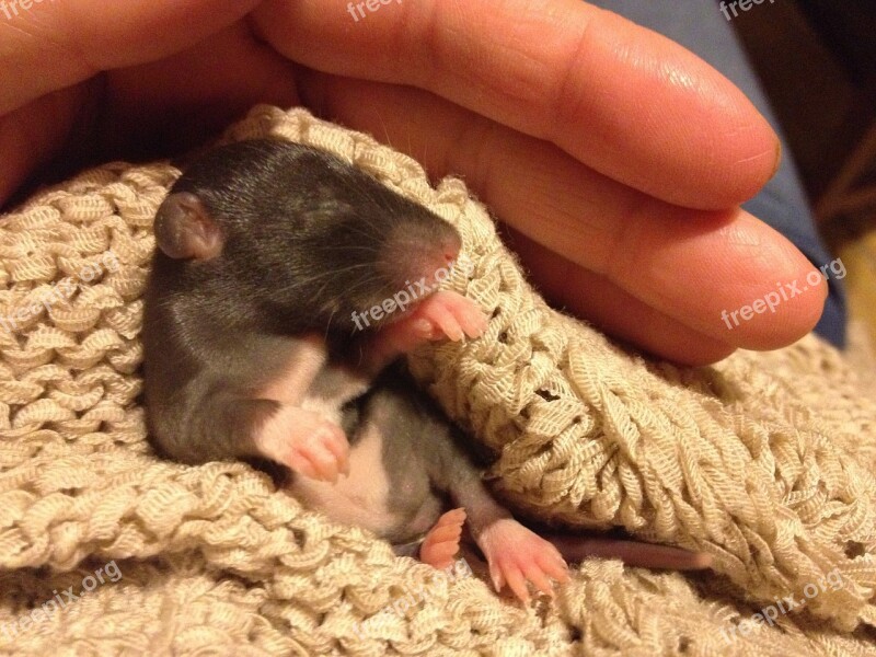 Rat Young Sweet Little Thing Small