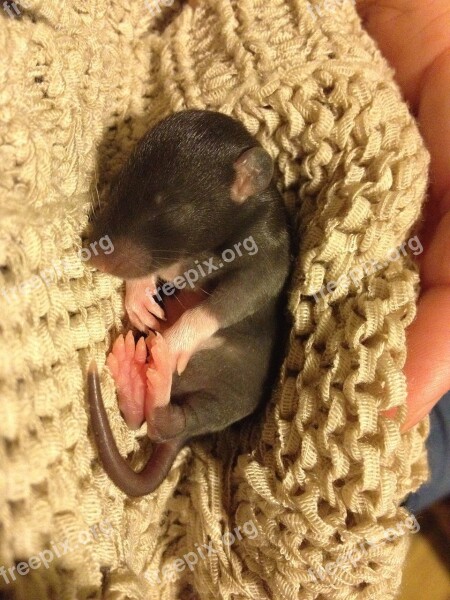 Rat Young Sweet Little Thing Small