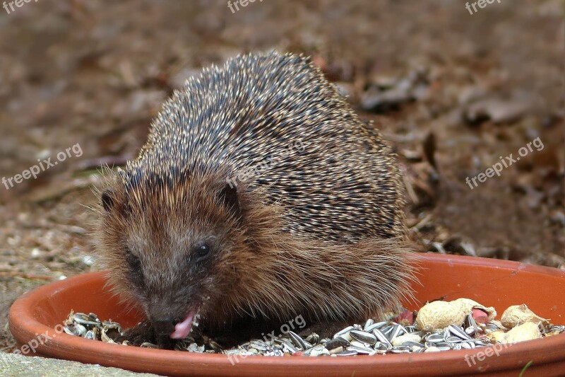 Hedgehog Food Bowl Garden Free Photos