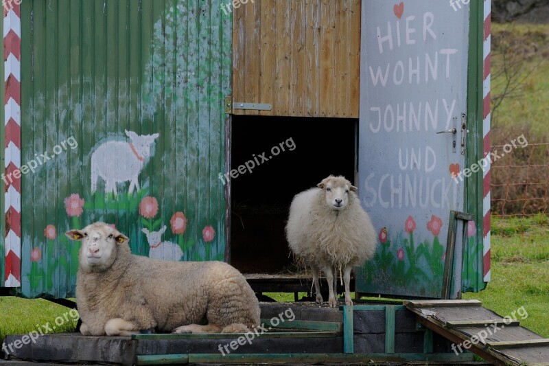 Sheep Bauwagen Live Free Photos