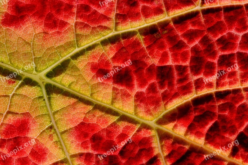 Structure Autumn Vine Emerge Close Up