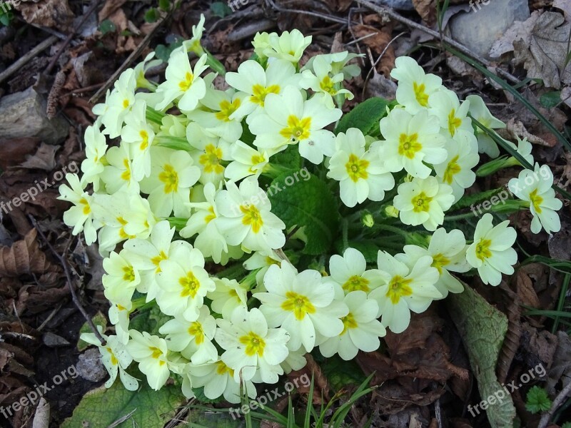 Primroses Cowslip Flower Flowers Spring