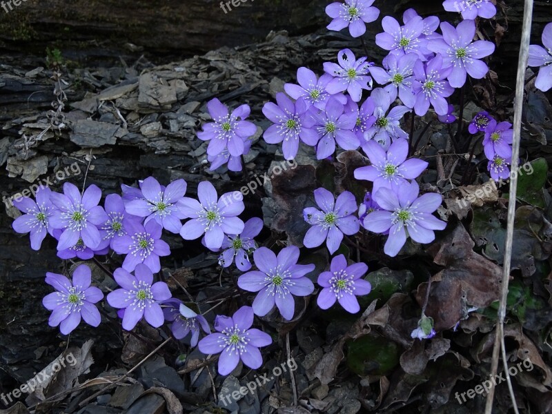 Flowers Violet Forest Spring Nature