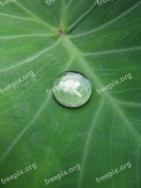 Natural Leaf Water Green Nature