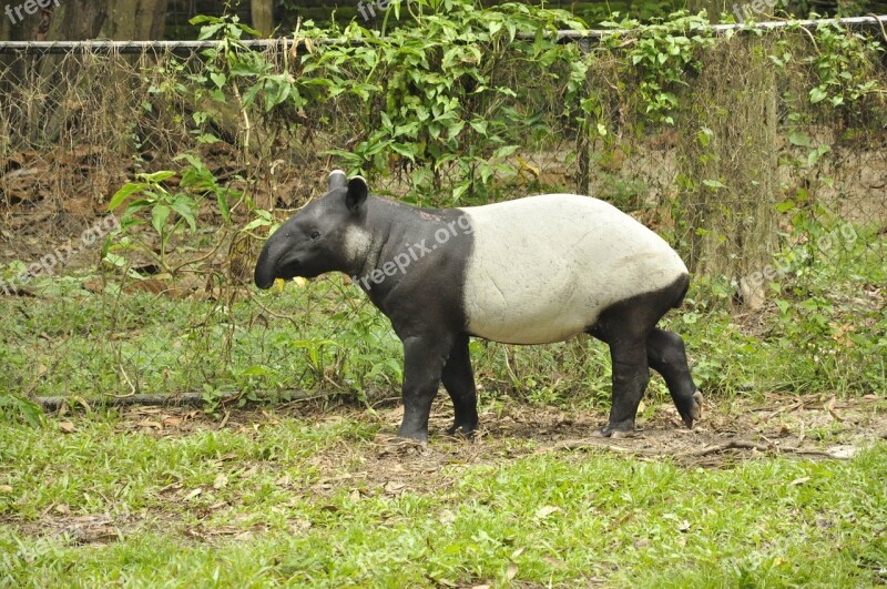 Animals Tapir Mammal Wild Zoo