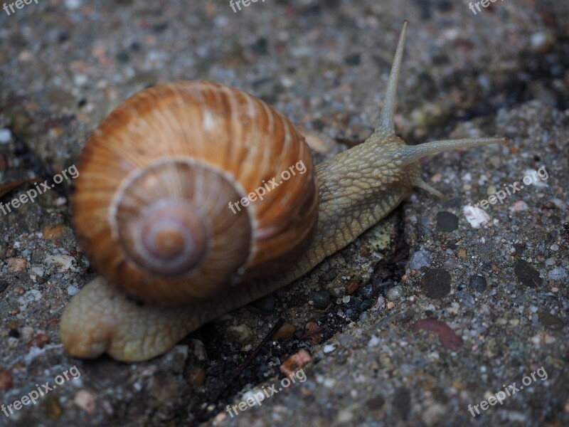 Snail Shell Probe Crawl Mollusk