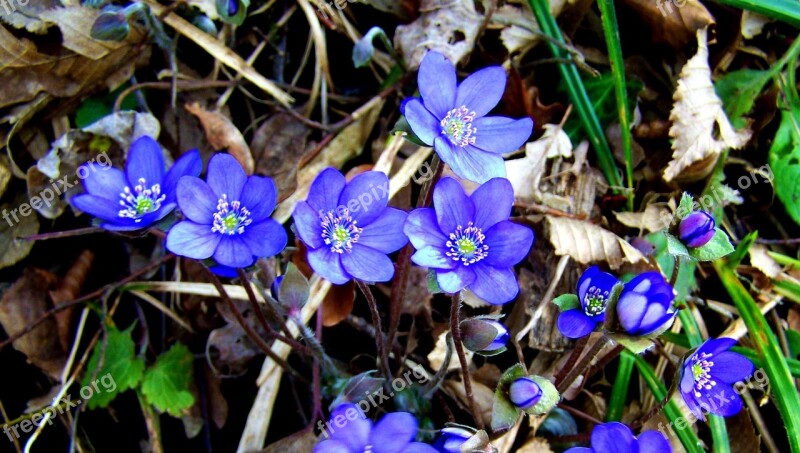 Májvirág Forest Flower Spring Blue Free Photos