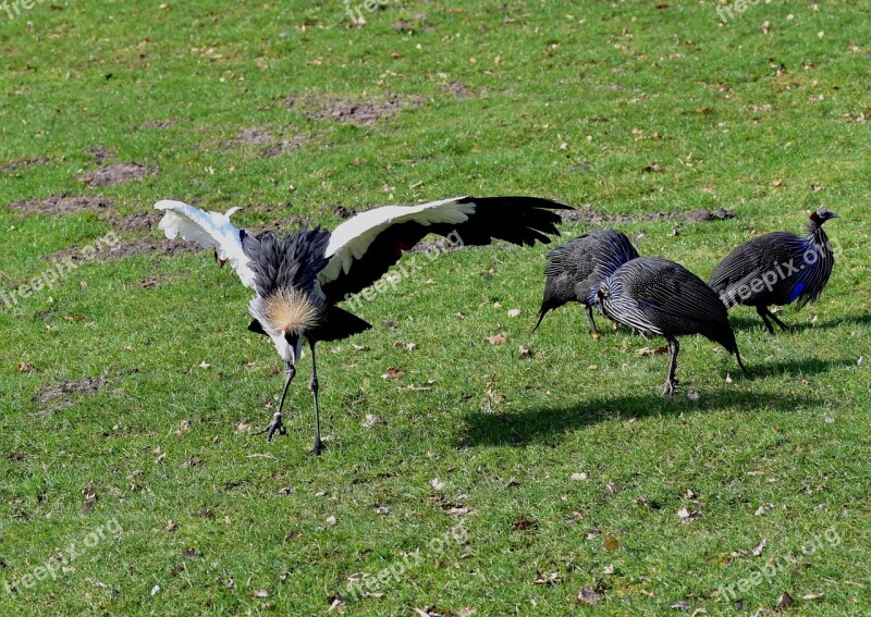 Grey Crowned Crane Headdress Animal World Balearica Pavonina Dance