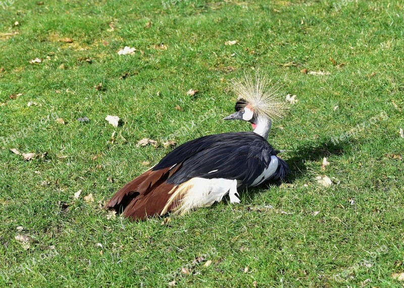 Grey Crowned Crane Headdress Animal World Balearica Pavonina Lying