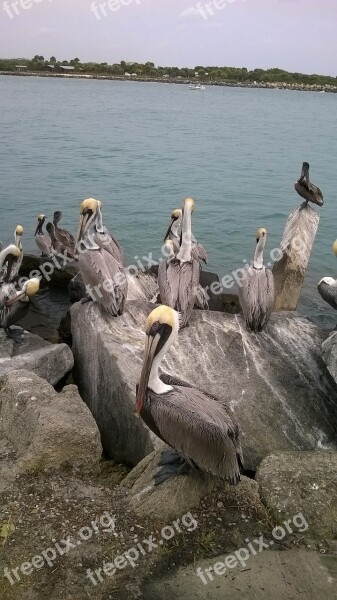 Pelicans Bird Ocean Free Photos