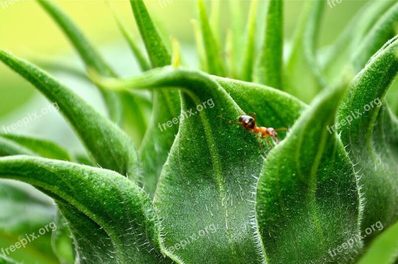 Ant Plant Nature Green Insect