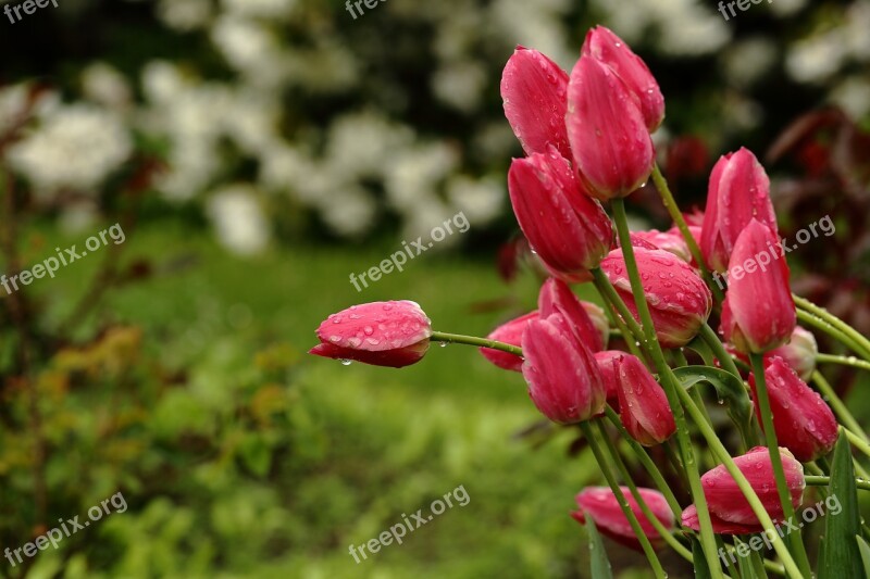 Tulips Garden Flowers Garden Plant Red