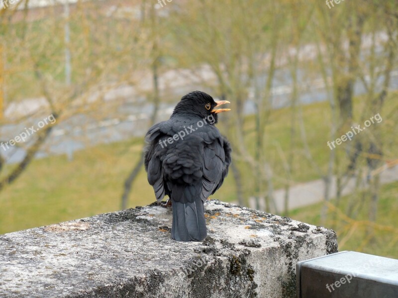 Blackbird Songbird Bird Bill Plumage