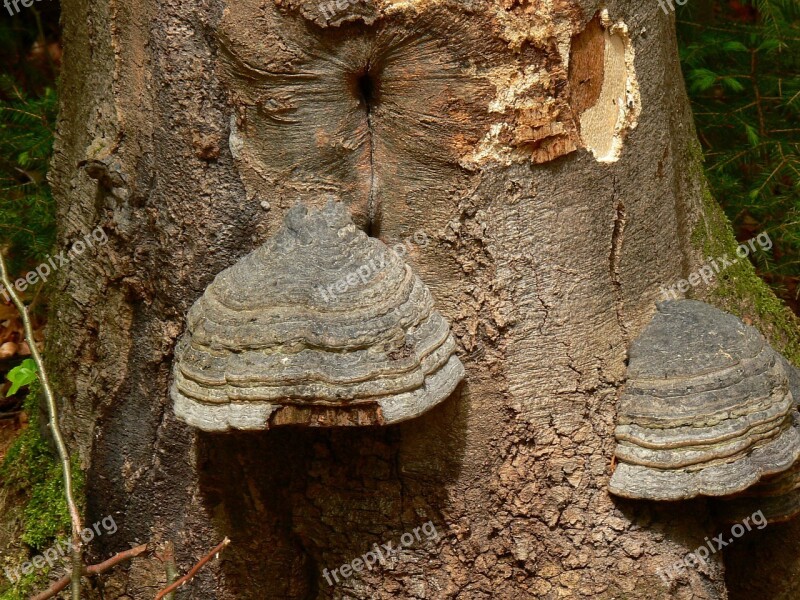 Tree Mushroom Mushrooms On Tree Tree Fungus Nature