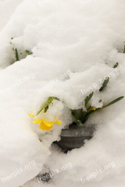 Daffodil Snow Easter Our Free Photos