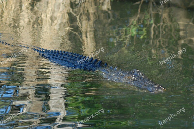 Crocodile Australia Kakadu National Park Lichtspiel Free Photos