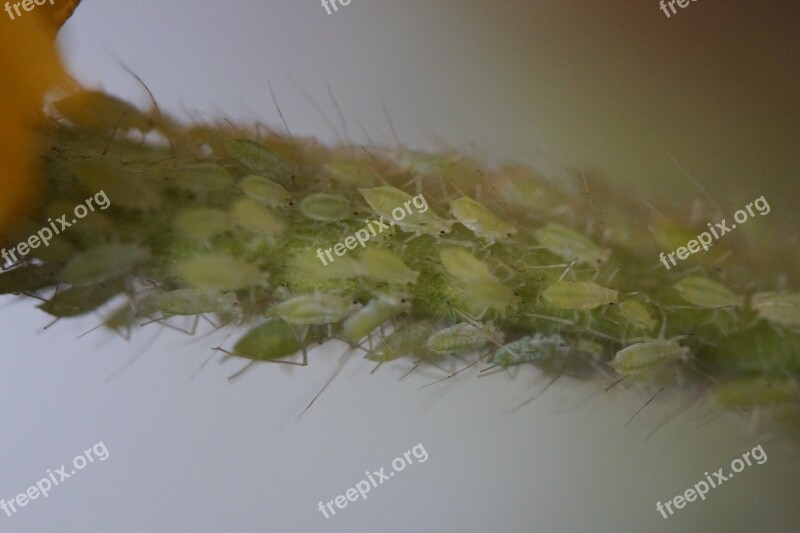 Pests Lice Aphids Vermin Branch