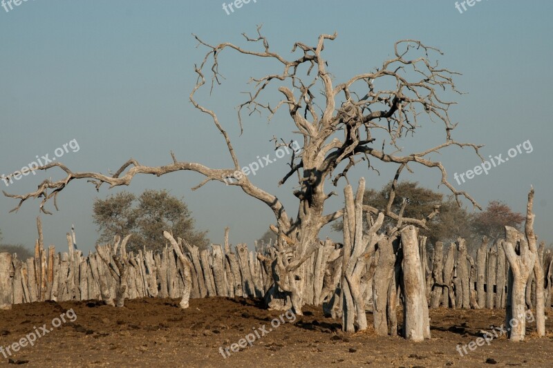 Tree Old Gnarled Kraal Viehpferch