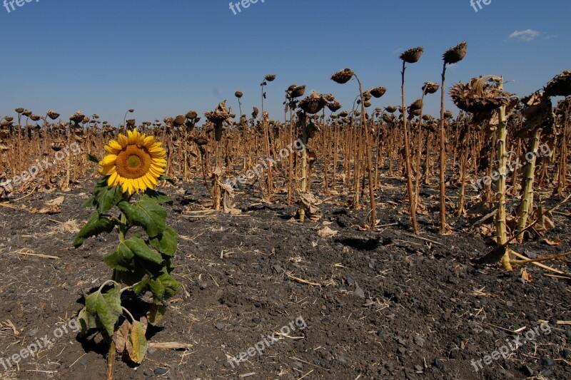 Sunflower Field Faded Free Photos