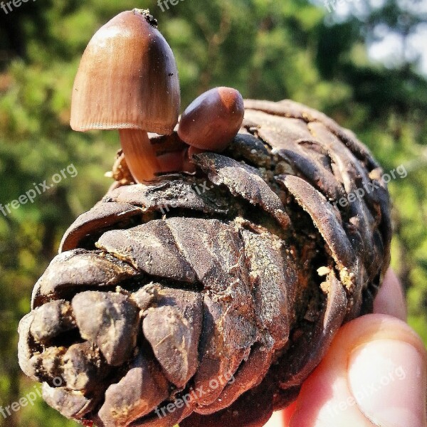 Mushroom Cone Nature Natural Life Forest