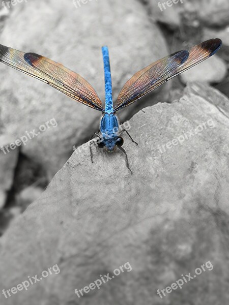 Dragonfly Animal Helicopter Free Photos