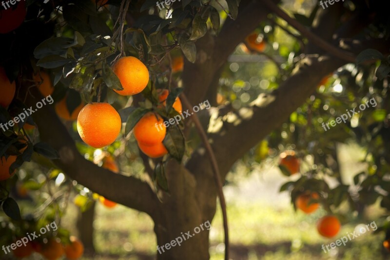 Oranges Tree Majorica Nature Free Photos