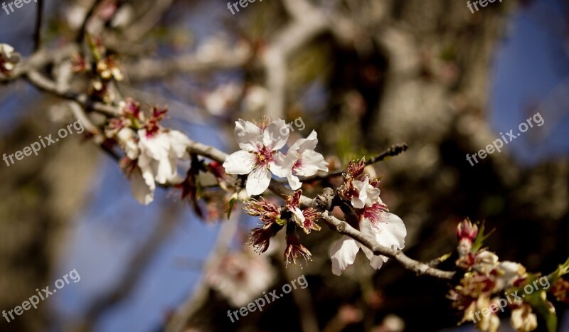 Tree Almond Nature Free Photos