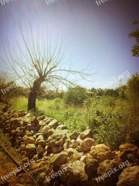 Greece Mani Greek Olive Tree Kardamyli