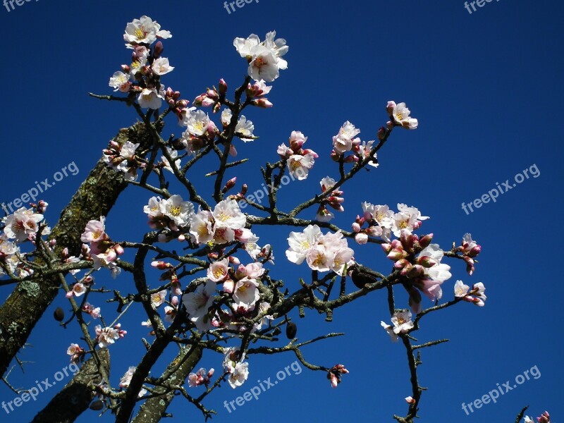 Flower Almond Flowers Almond Tree Free Photos