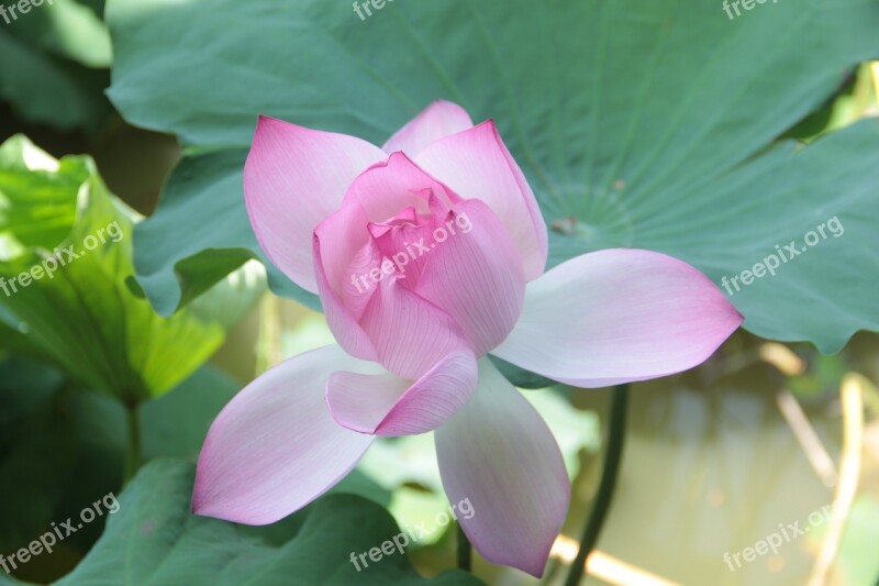 Lotus Lotus Leaf Spring Park Flower