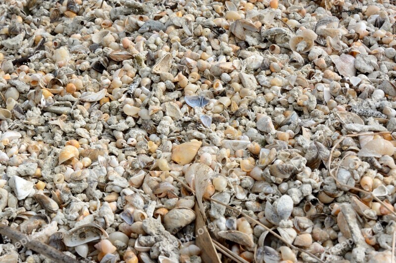 Mussels Stones Beach Background Texture