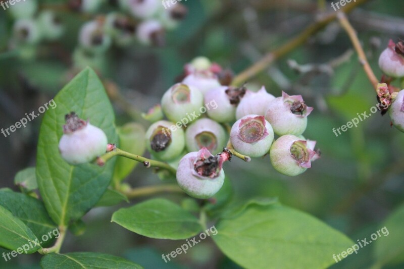 Blueberries Unripe Before Season Free Photos