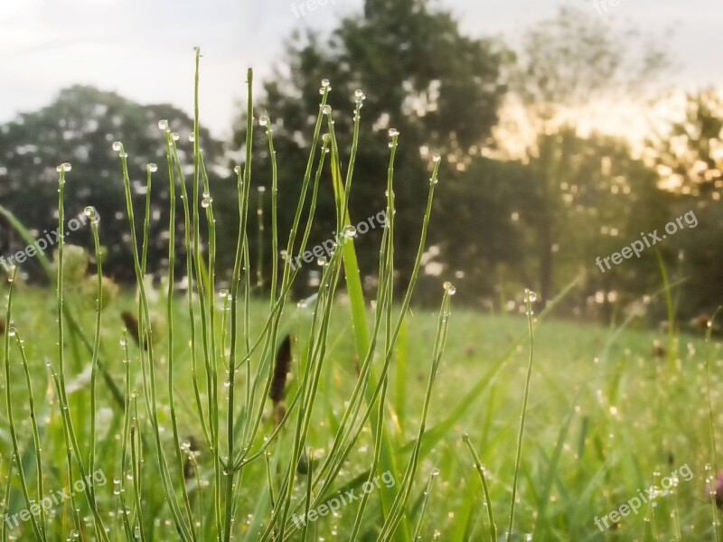 Nature Grasses Dew Meadow Free Photos