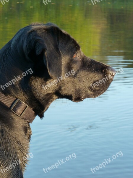 Dog Black Labrador Pet Black Dog