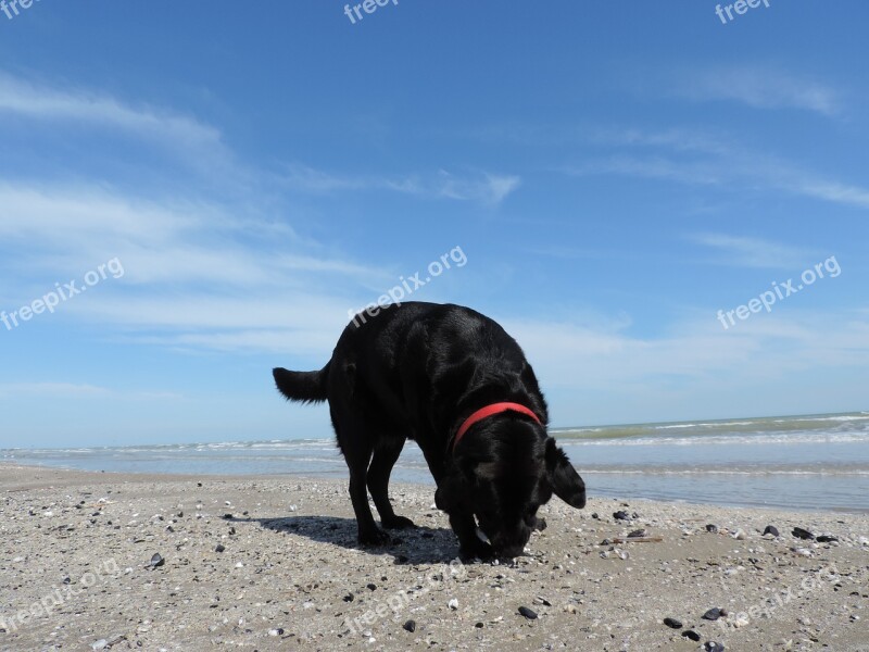 Dog Labrador Sea Beach Free Photos