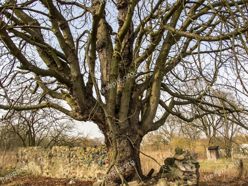 Nature Log Gnarled Bark Structure