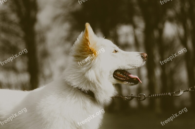 German Shepherd Dog White Albino Free Photos